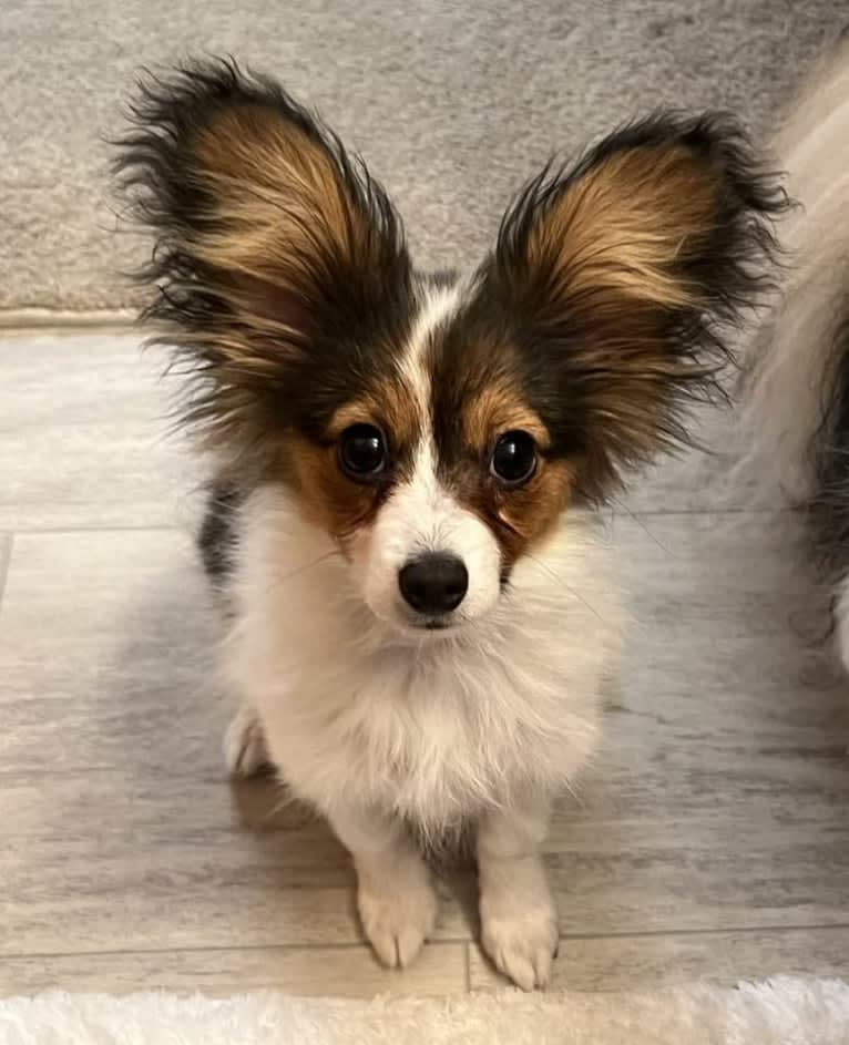 Cowboy, a Papillon tested with EmbarkVet.com