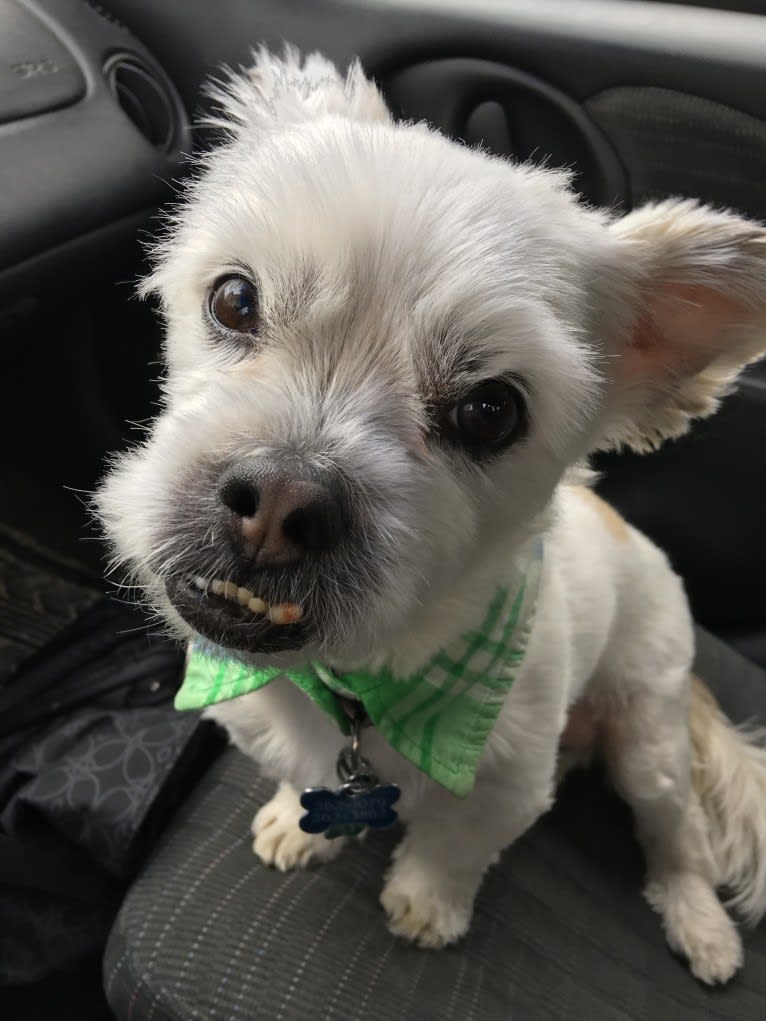 Sinbad, a Shih Tzu and Lhasa Apso mix tested with EmbarkVet.com