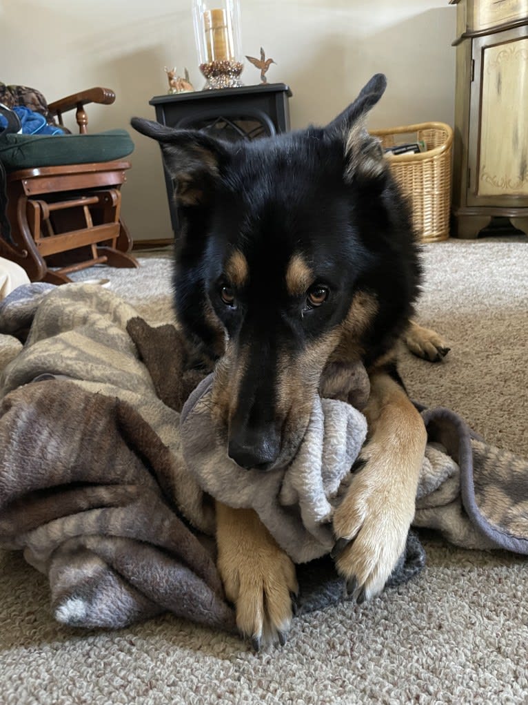 Diesel, a Siberian Husky and Australian Shepherd mix tested with EmbarkVet.com