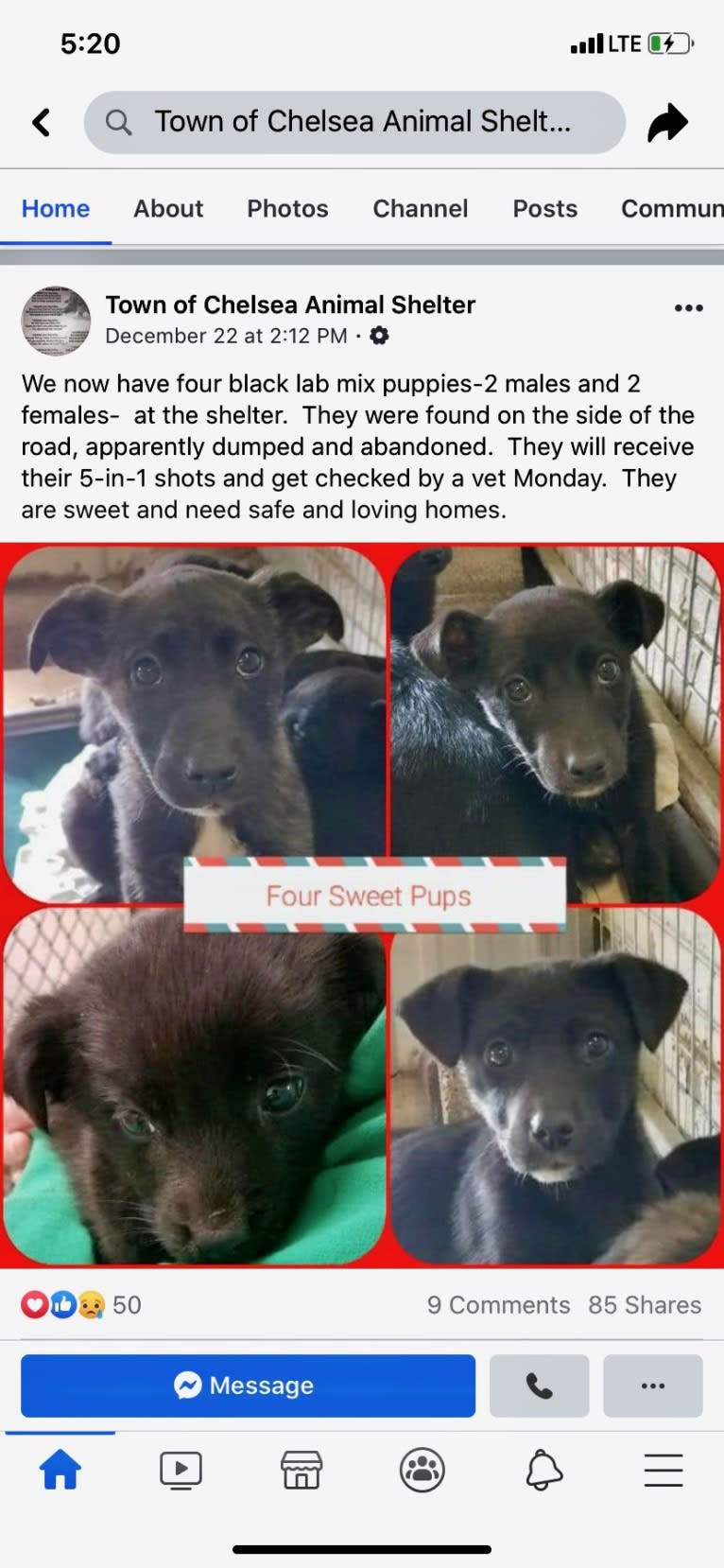 Saint, a Labrador Retriever and German Shepherd Dog mix tested with EmbarkVet.com