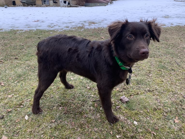 Snickers, an Australian Shepherd tested with EmbarkVet.com