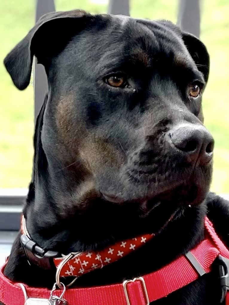 Photo of December (“Dece”), an American Pit Bull Terrier, Rottweiler, American Staffordshire Terrier, and Dogue de Bordeaux mix in Chapel Hill, North Carolina, USA