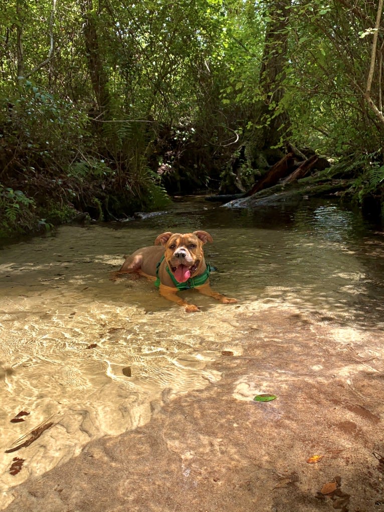 Gus, an American Bully and American Bulldog mix tested with EmbarkVet.com