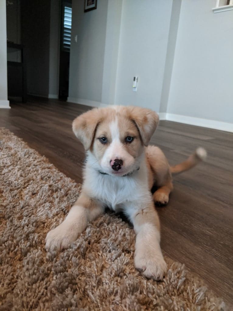 Archie, an Australian Shepherd and Jindo mix tested with EmbarkVet.com