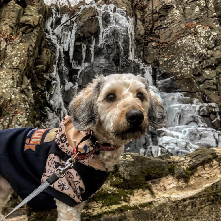 Chase, a Bichon Frise and Dachshund mix tested with EmbarkVet.com