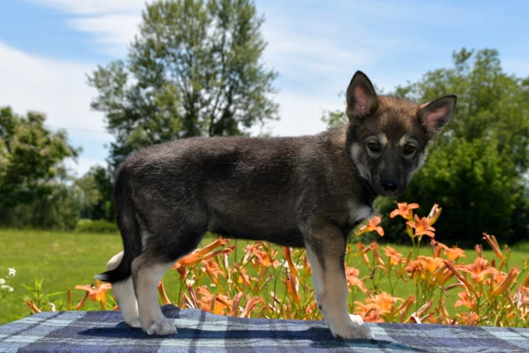 Meeko, a Czechoslovakian Vlcak and Siberian Husky mix tested with EmbarkVet.com