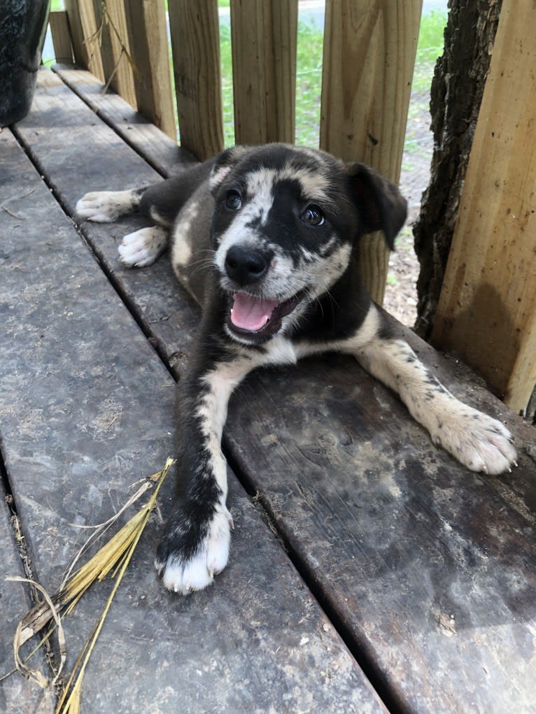 Kai, an Australian Cattle Dog and Great Pyrenees mix tested with EmbarkVet.com