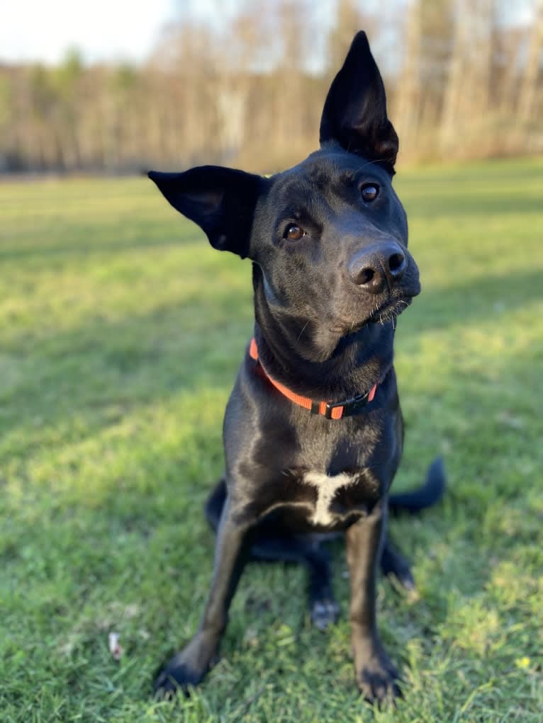 Ru, an American Pit Bull Terrier and German Shepherd Dog mix tested with EmbarkVet.com