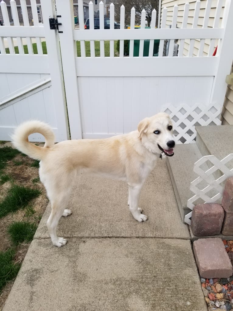 Blue, a Great Pyrenees and Anatolian Shepherd Dog mix tested with EmbarkVet.com