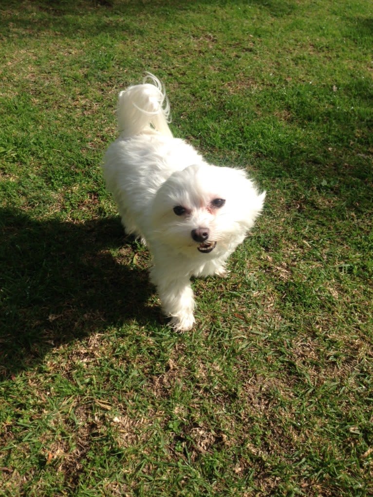 Shaboobalabooby “Boo” Elliott Peabody Minimus, a Maltese tested with EmbarkVet.com