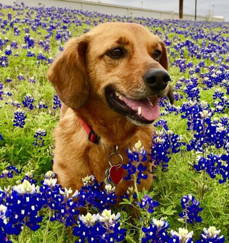 Matt, a Pembroke Welsh Corgi and Dachshund mix tested with EmbarkVet.com