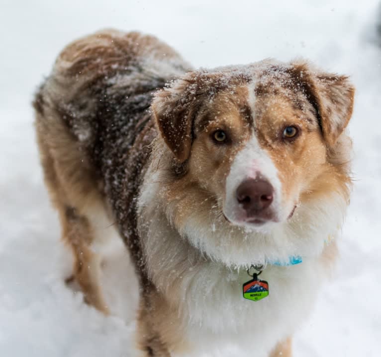 Neville, an Australian Shepherd tested with EmbarkVet.com