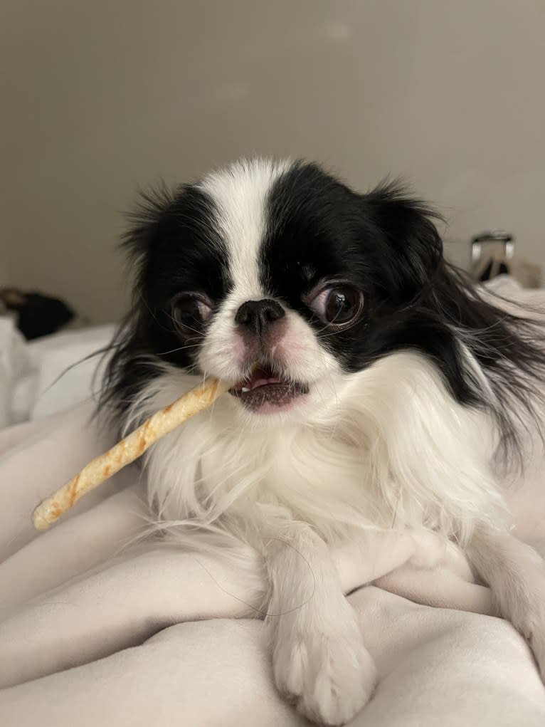 Daisy, a Japanese Chin tested with EmbarkVet.com