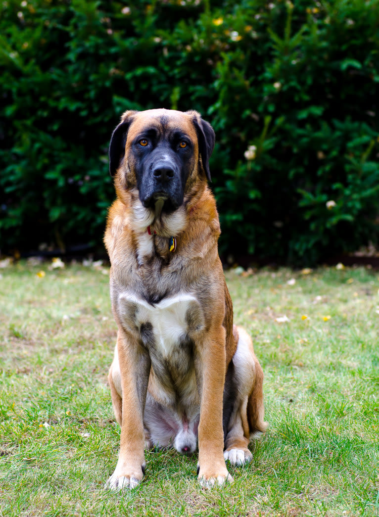 Friend, a Saint Bernard and German Shepherd Dog mix tested with EmbarkVet.com