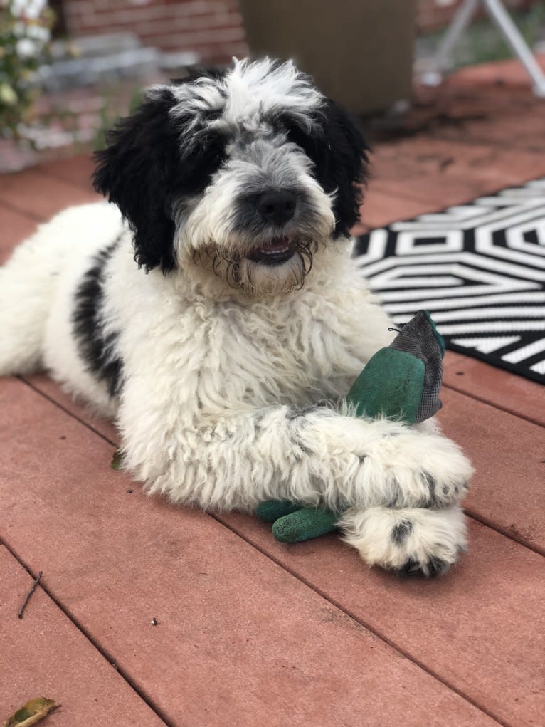 Harper, a Portuguese Water Dog tested with EmbarkVet.com
