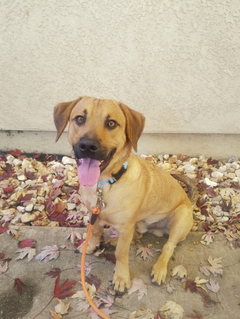 Cody, a Basset Hound and Australian Cattle Dog mix tested with EmbarkVet.com