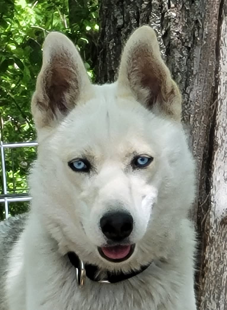 Lily, a Siberian Husky tested with EmbarkVet.com