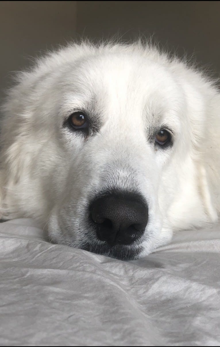 Looney “Chik’in Mini Bandit” Bear, a Great Pyrenees tested with EmbarkVet.com