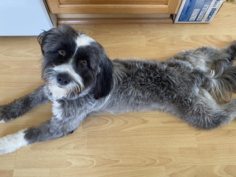 Tashi, a Tibetan Terrier tested with EmbarkVet.com