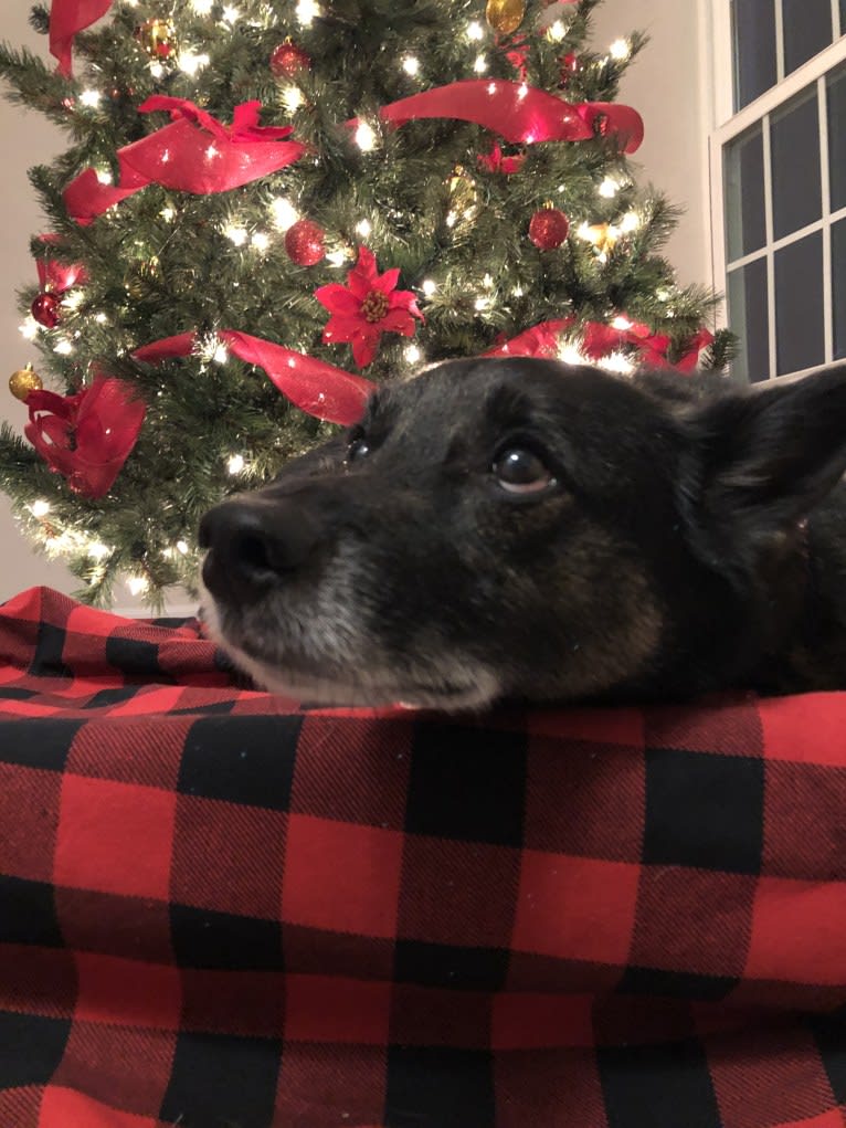 Brutus, a Norwegian Elkhound and Australian Cattle Dog mix tested with EmbarkVet.com