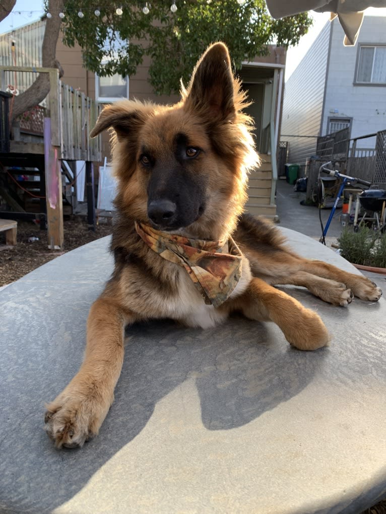 Lobo, a German Shepherd Dog and Siberian Husky mix tested with EmbarkVet.com