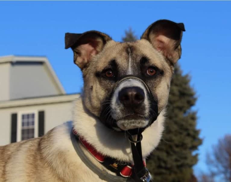 Bonham, a German Shepherd Dog and Great Pyrenees mix tested with EmbarkVet.com