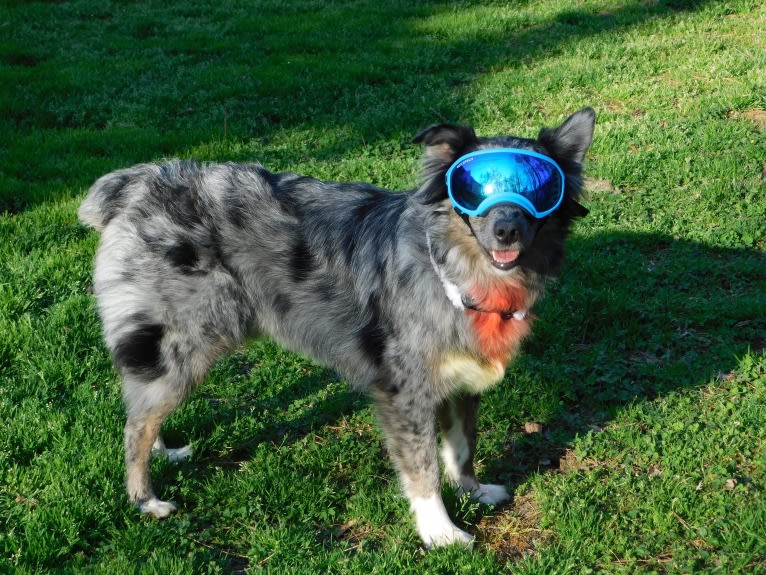 Dakota, an Australian Shepherd tested with EmbarkVet.com