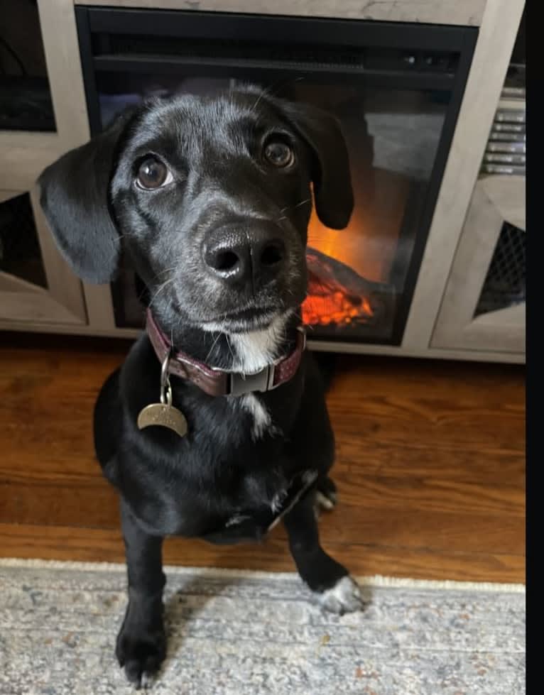 Spooky, a Siberian Husky and Mountain Cur mix tested with EmbarkVet.com