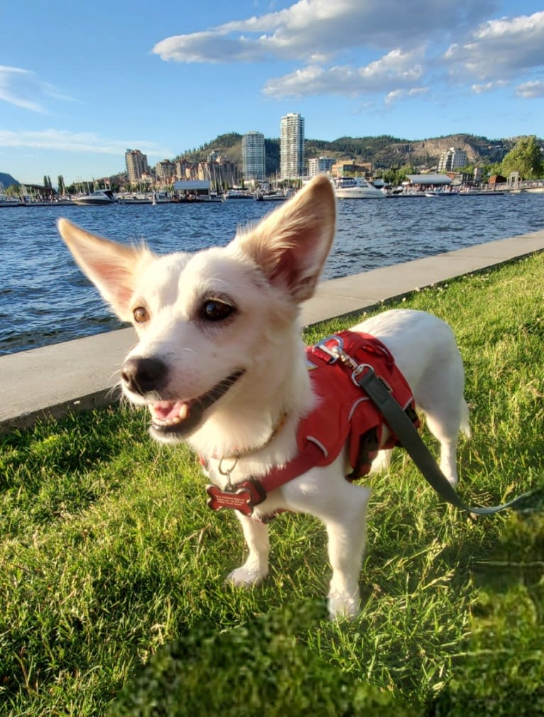 Sue, a Japanese or Korean Village Dog tested with EmbarkVet.com