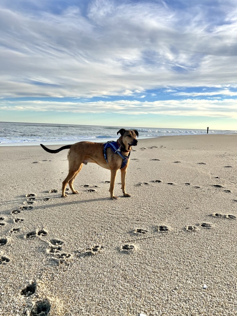 Walker, an American Pit Bull Terrier and Rottweiler mix tested with EmbarkVet.com