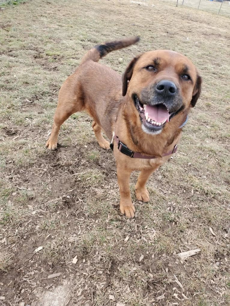 Dahlia (Dolly), an American Pit Bull Terrier and Australian Shepherd mix tested with EmbarkVet.com