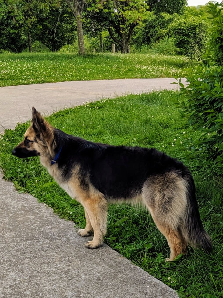 Riley, a German Shepherd Dog tested with EmbarkVet.com