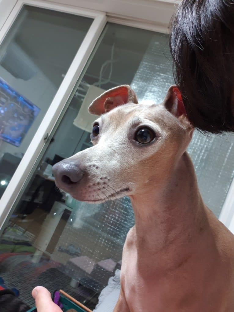 Tairi, an Italian Greyhound and Miniature Pinscher mix tested with EmbarkVet.com