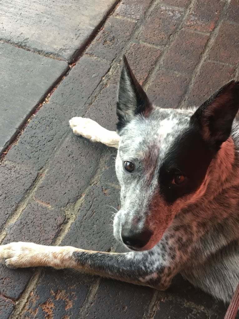 Prozac, an Australian Cattle Dog tested with EmbarkVet.com