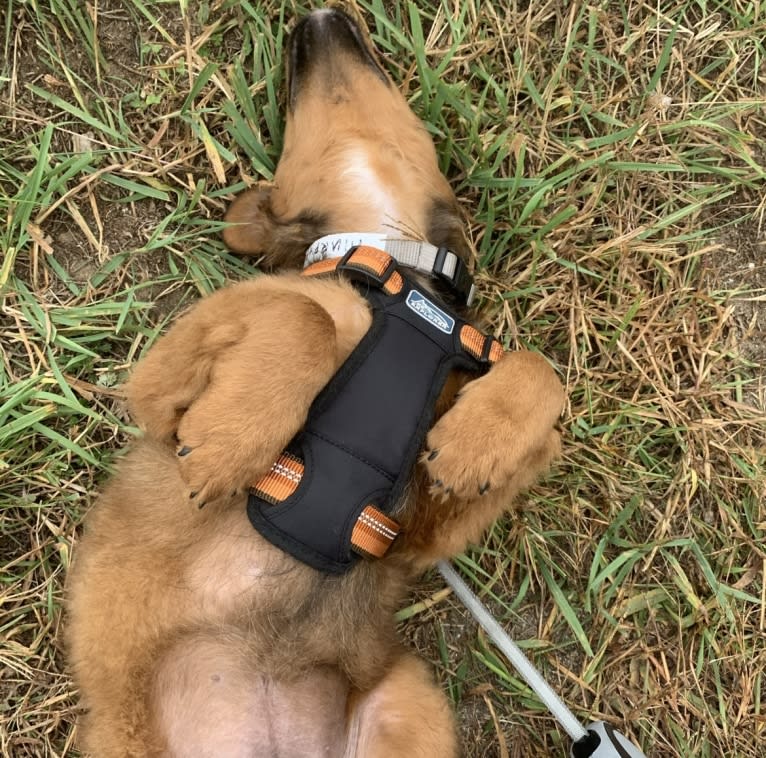 Milkyway Grizzly Adams, a Poodle (Standard) and Australian Cattle Dog mix tested with EmbarkVet.com