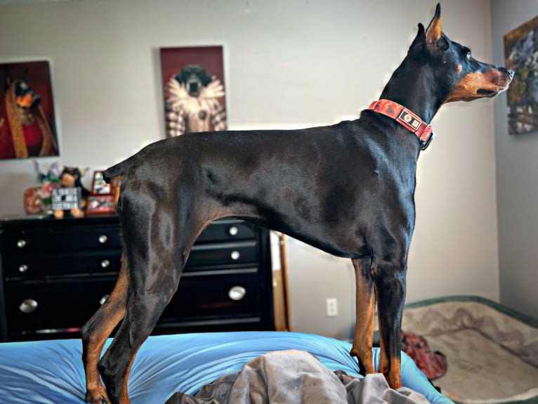 Lexie, a Doberman Pinscher tested with EmbarkVet.com