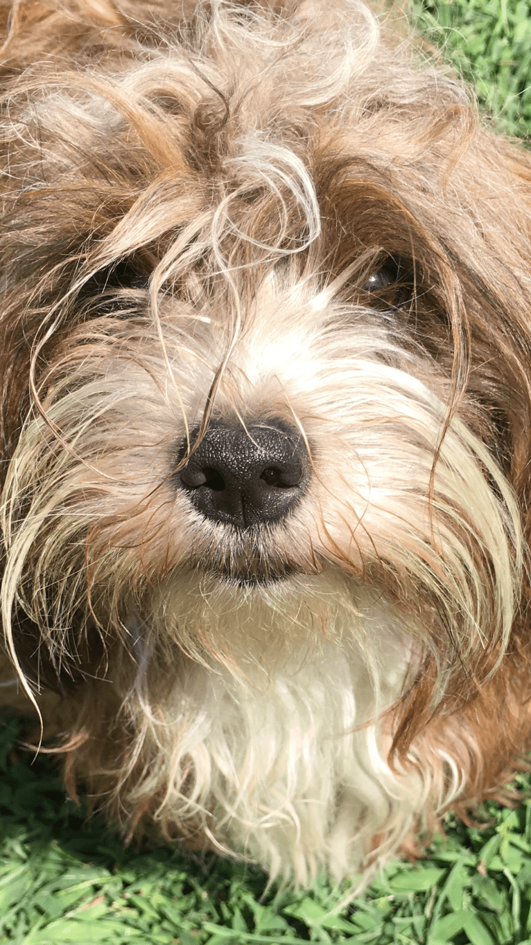 London, a Havanese tested with EmbarkVet.com