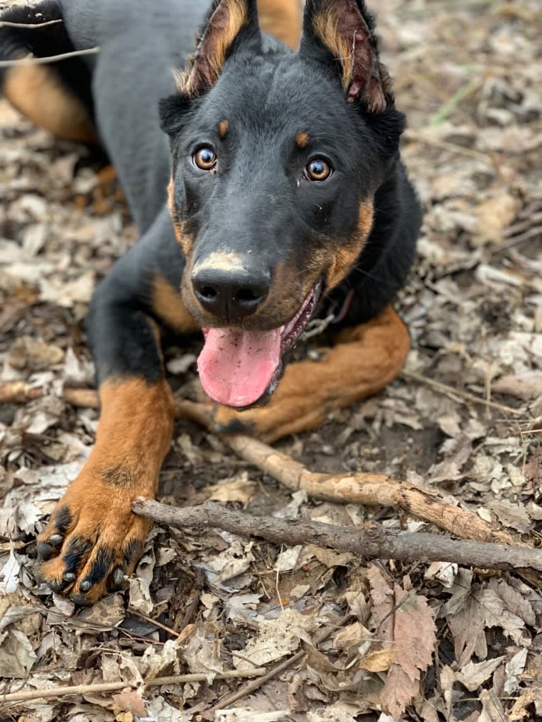 Ragar, a Beauceron tested with EmbarkVet.com