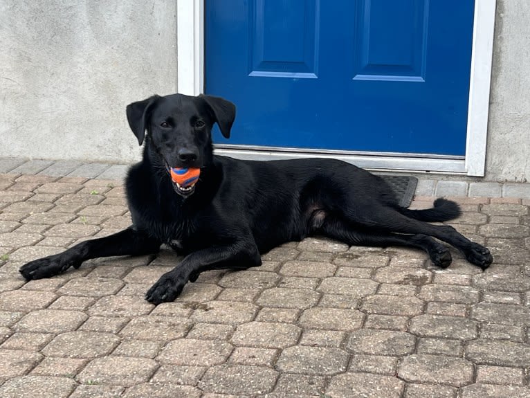 George, a Labrador Retriever and Belgian Malinois mix tested with EmbarkVet.com