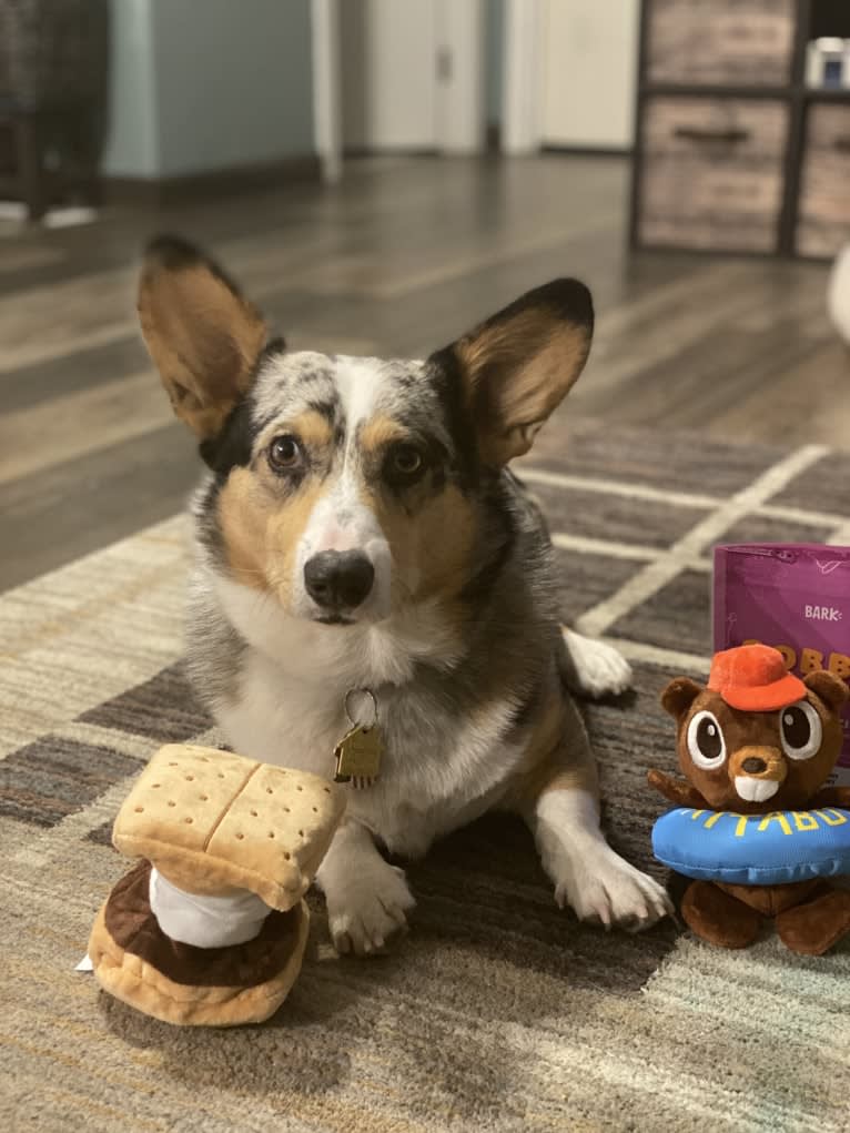 Corky, a Pembroke Welsh Corgi and Dachshund mix tested with EmbarkVet.com