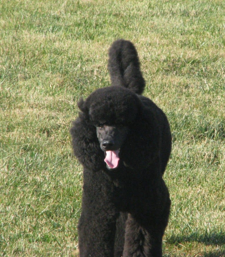 Sam, a Poodle (Standard) tested with EmbarkVet.com