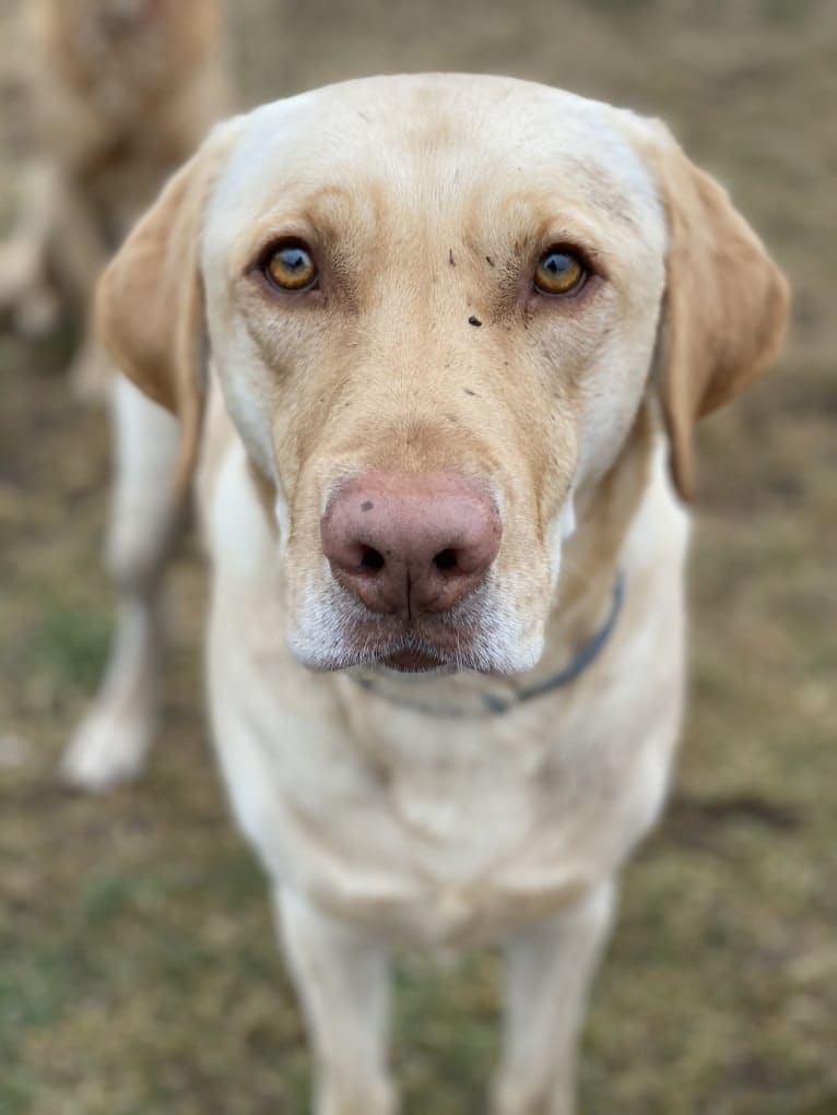 Gus, a Labrador Retriever tested with EmbarkVet.com