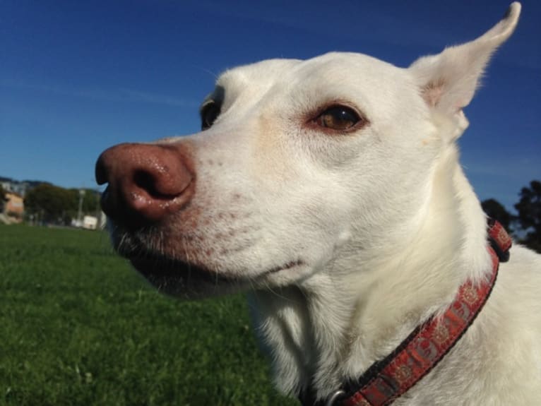 Arizona Horchata Miel de Abeja, an American Village Dog tested with EmbarkVet.com