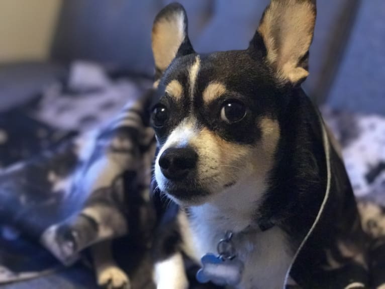 Baxter, a Chihuahua and Cocker Spaniel mix tested with EmbarkVet.com