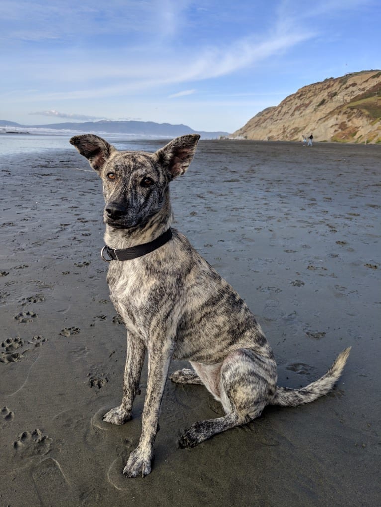 Molly, a Formosan Mountain Dog tested with EmbarkVet.com