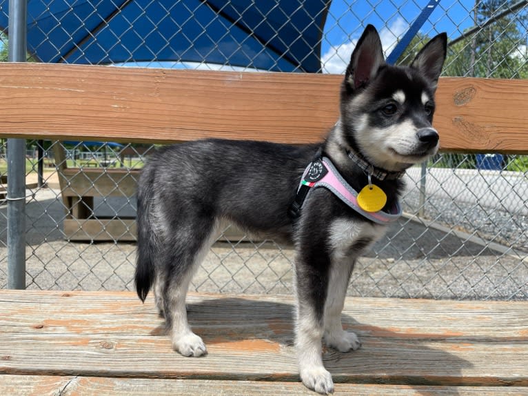 Mika, an Alaskan Klee Kai tested with EmbarkVet.com