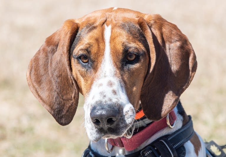 Murphy, a Treeing Walker Coonhound tested with EmbarkVet.com