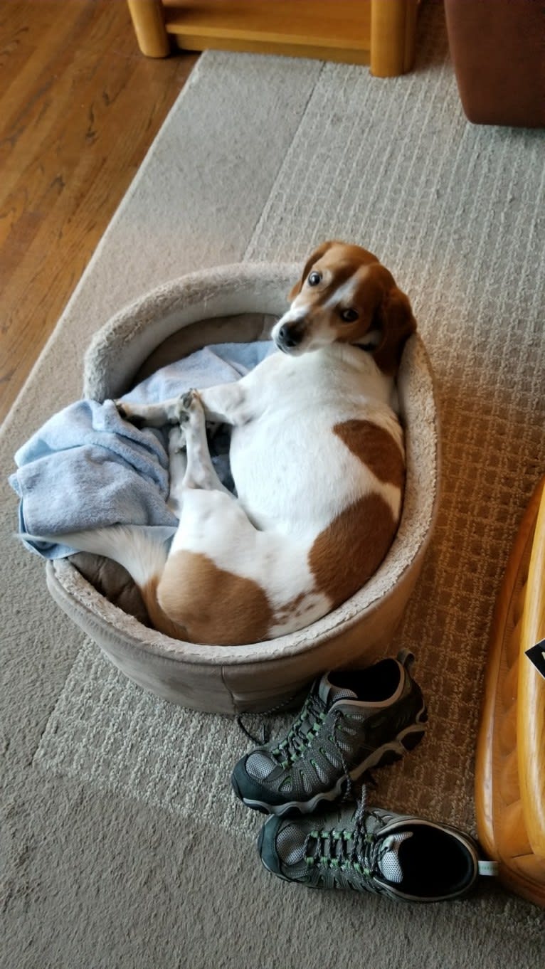 Barney, a Basset Hound and Treeing Walker Coonhound mix tested with EmbarkVet.com