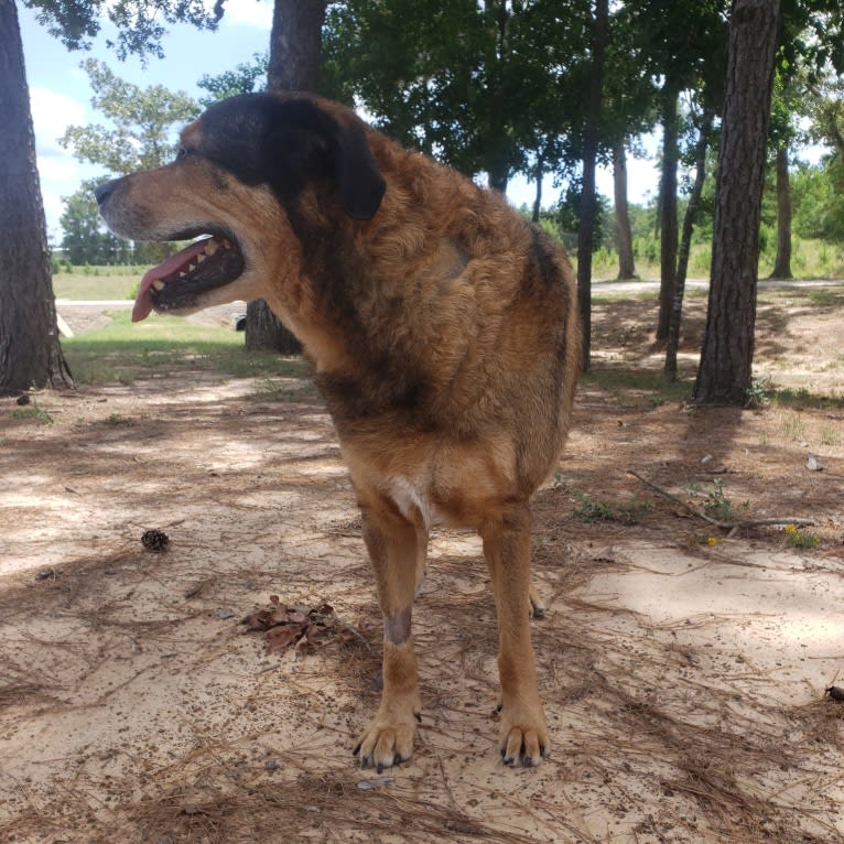 Cooper, a Great Pyrenees and Rottweiler mix tested with EmbarkVet.com