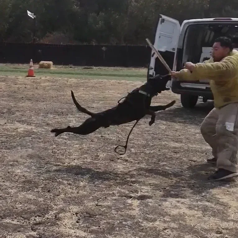 Static, a Dutch Shepherd tested with EmbarkVet.com